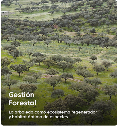 gestión forestal