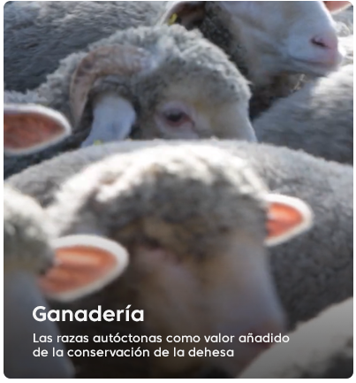 ganaderia